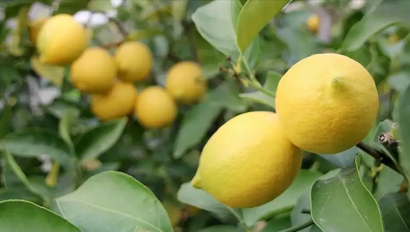 Limonun Fiyatı Katlandı: Tüketicileri Üzen Zamlar!