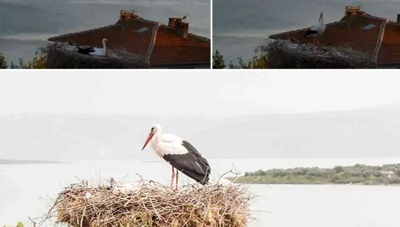 Leylek Yaren'in Deprem Tahmini: Doğanın Sesini Dinlemek