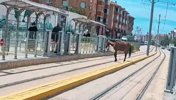 Eskişehir'de Tramvay Raylarında Gezen At Görülünce Şaşkınlık Yarattı