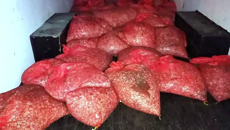 Samsun'da 1,5 Ton Kaçak Midye Operasyonu: Sağlık İçin Tehlike Unsuru