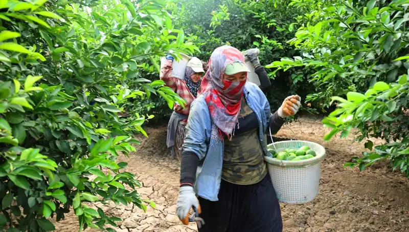 Markette Patates Fiyatları Yükseldi, Yeni Hasat Geliyor!