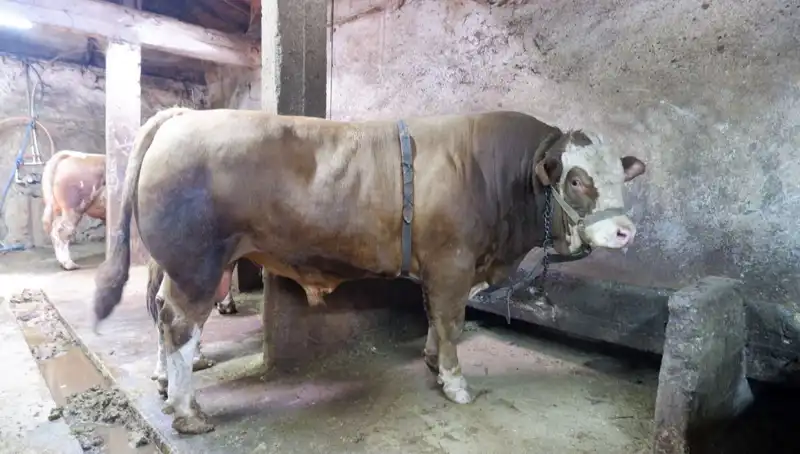 Tam 1 Ton 200 Kilo! Bu Tarihi Eşya Alıcı Buldu ve Fiyatı Şaşırttı